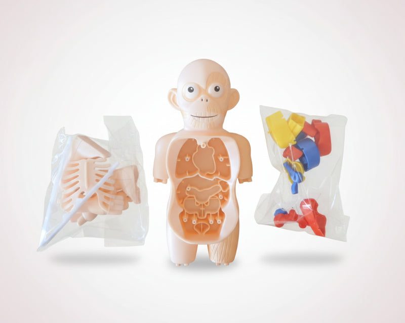 Educational toy model of a human body on a wooden surface with anatomical models in clear bags.