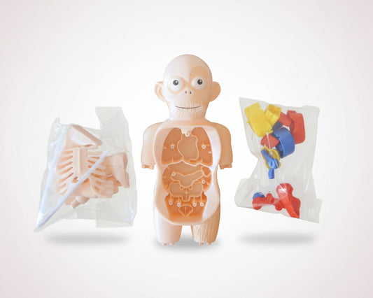 Educational toy model of a human body on a wooden surface with anatomical models in clear bags.