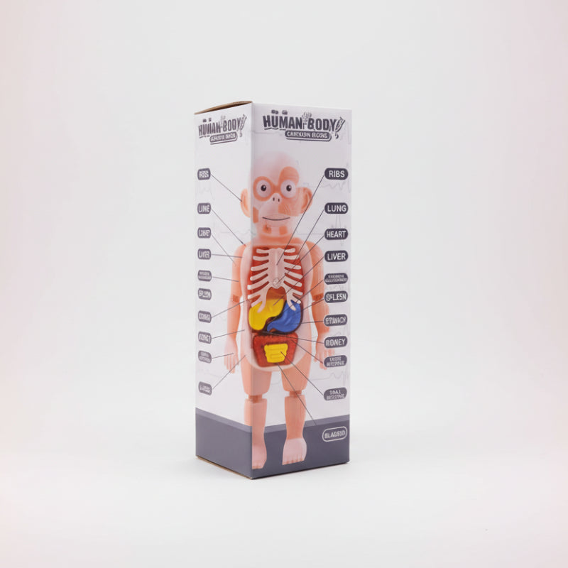 Cartoon model of a human body with labeled organs on a box against a wooden surface.