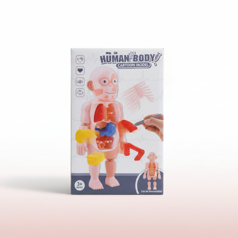 Box of a cartoon human body model on a wooden surface with a white wall background.